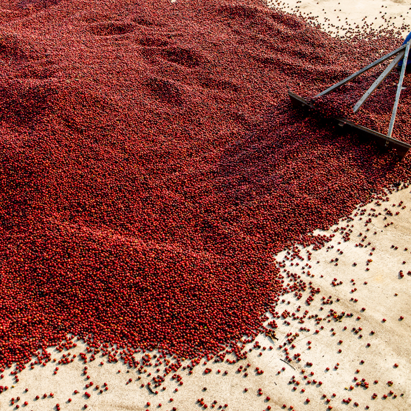 Tanzanian Peaberry — Southern Grounds Selects