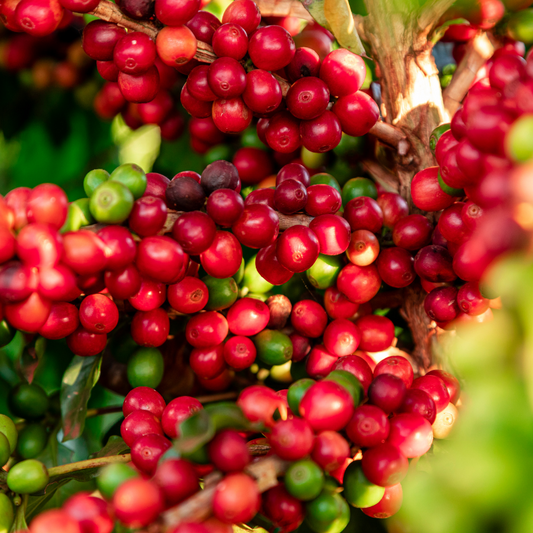 Tanzanian Peaberry — Southern Grounds Selects