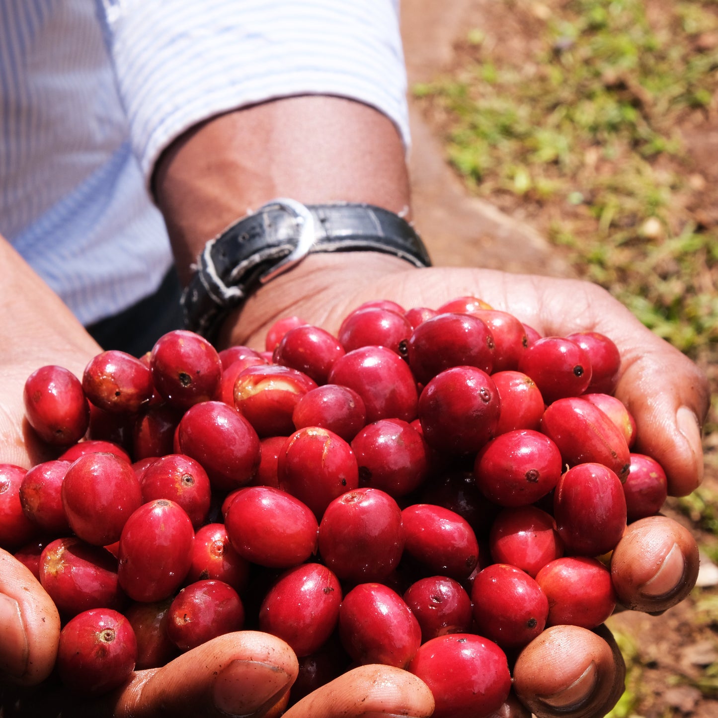 Tanzanian Peaberry — Southern Grounds Selects